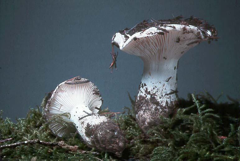 Hygrophorus sordidus